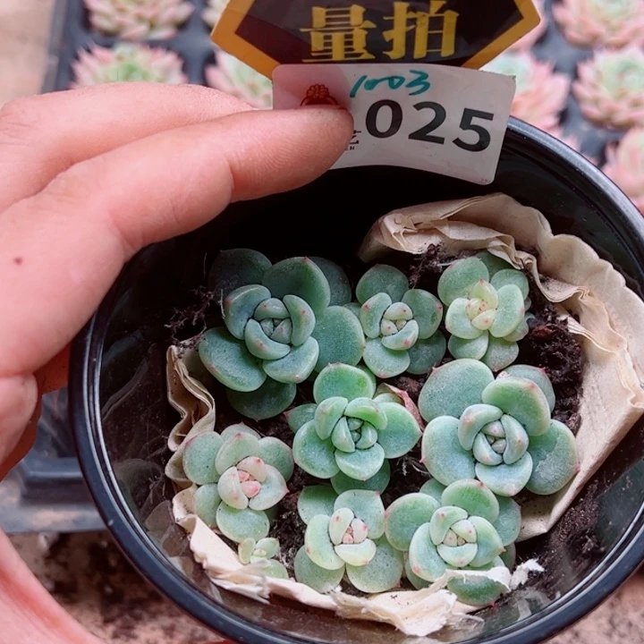 多肉植物多肉植物