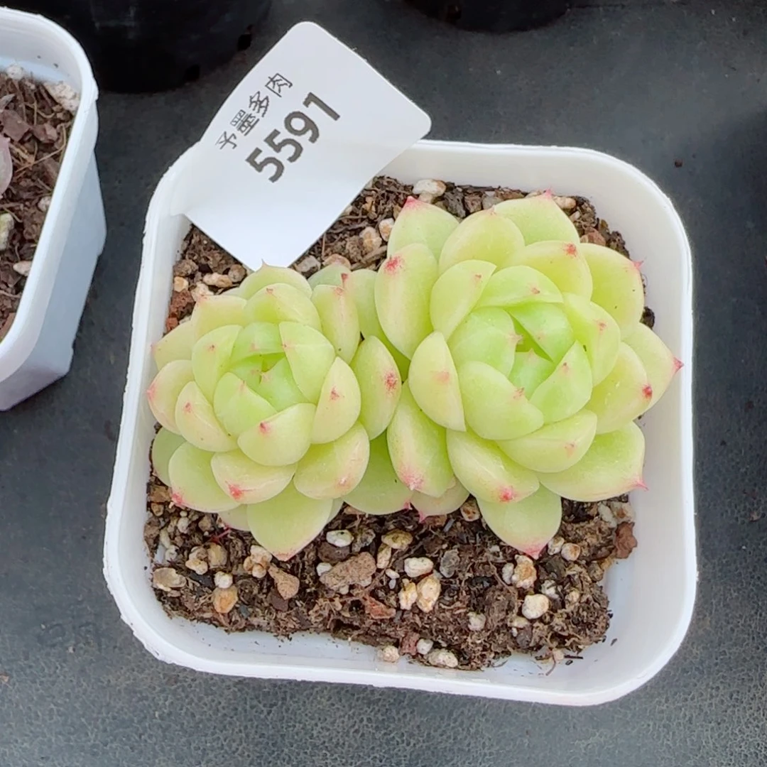 冰云，5591多肉植物