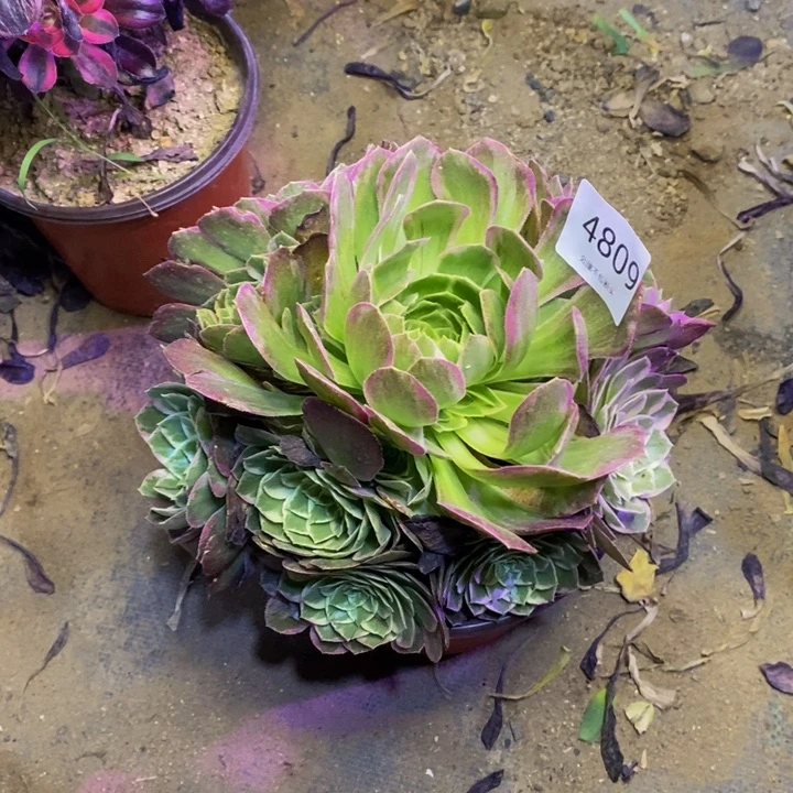 海王多肉断头不包4809