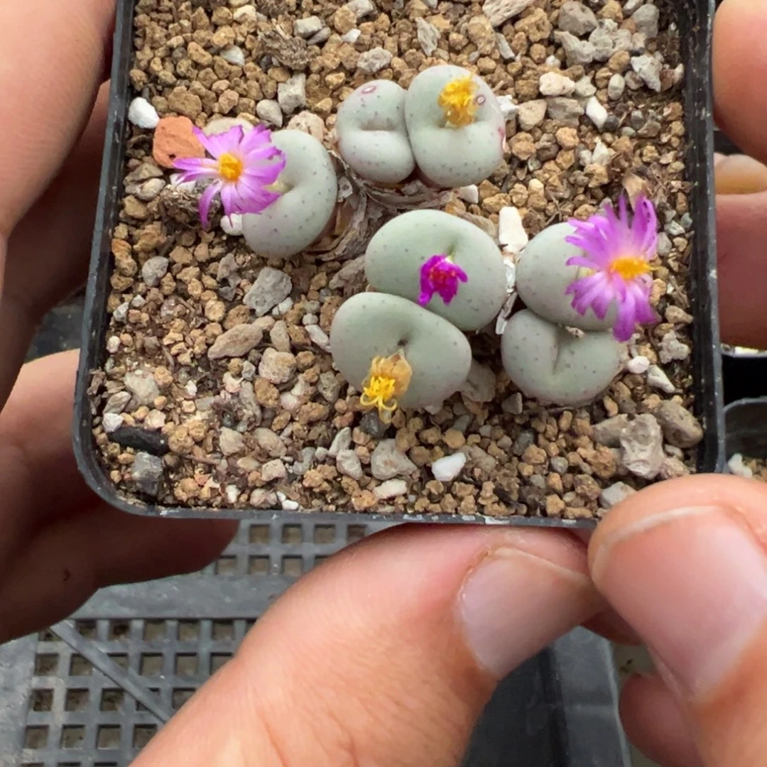 4-168肉锥多肉植物