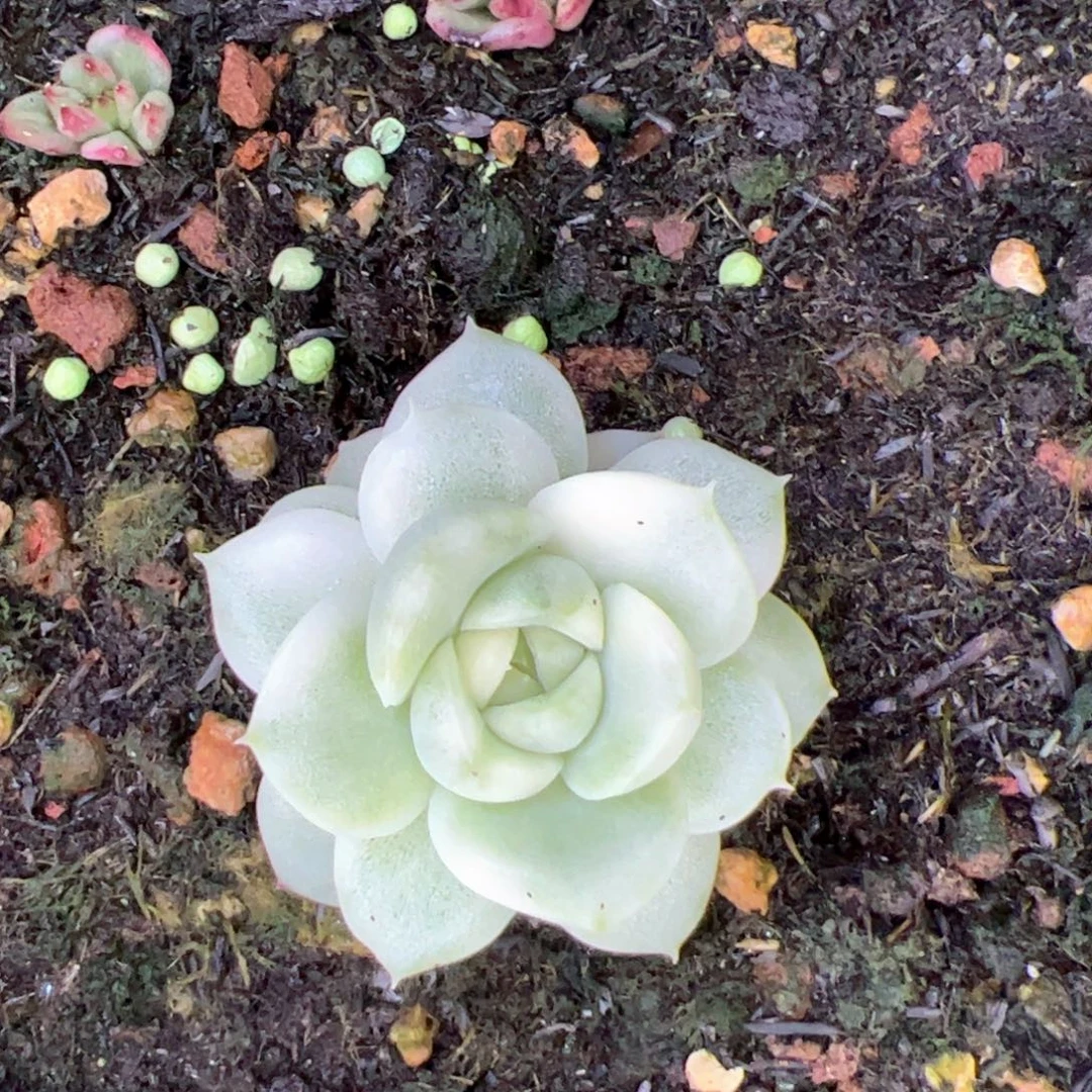 珍妮个体，多肉植物