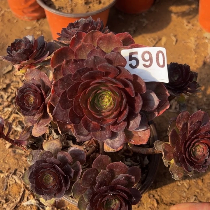 黑魔微瑕多肉植物590