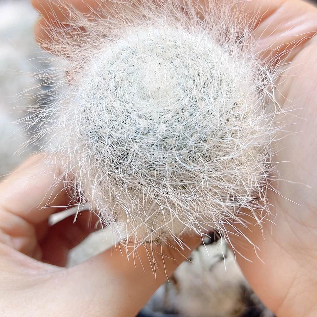 自根雪猿玉瓮5公分不带木心