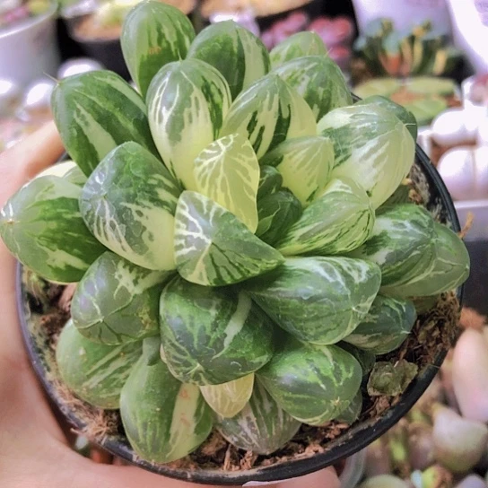 无花朵0269，9厘米盆苏锦群