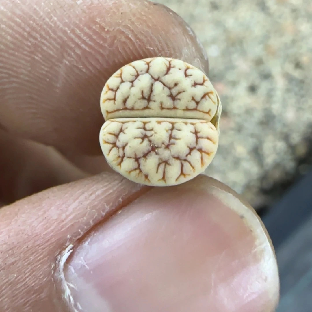 612 生石花大棚直播