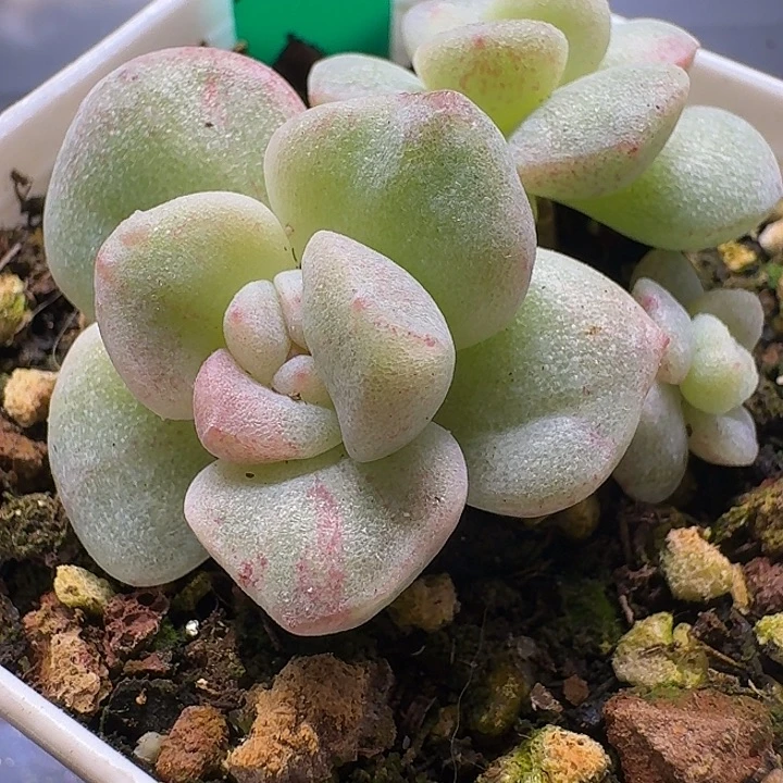 15号冰玉石化锦一物一拍