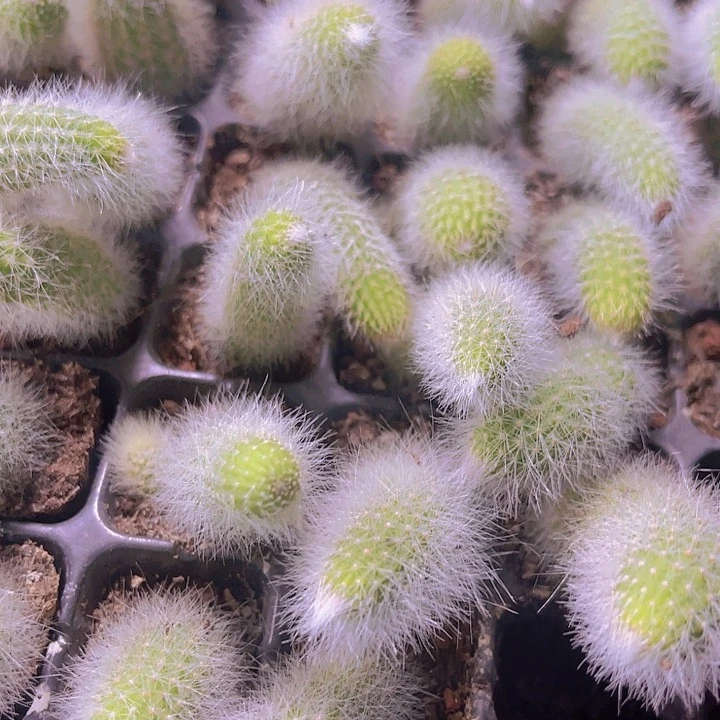 精品九尾狐多肉植物