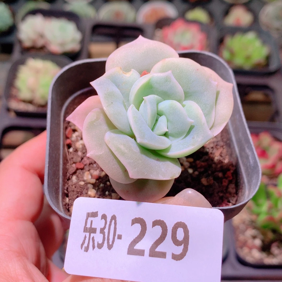 乐然30-229 可爱玫瑰
