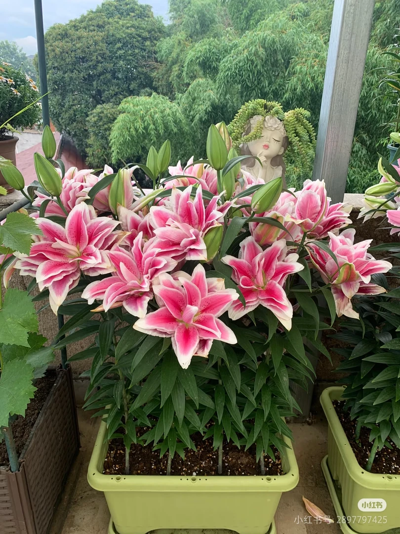 2号店/丰哥小球《奥林匹亚15/17》1颗进口重瓣香水百合种球