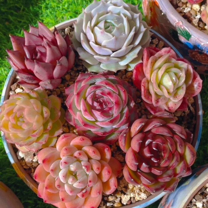 谢谢你的支持0000029.9