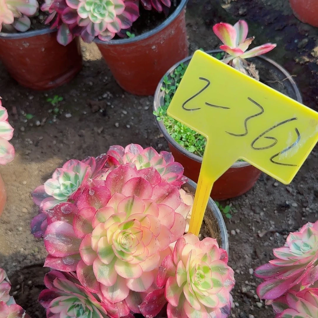 2-362---多头多肉植物