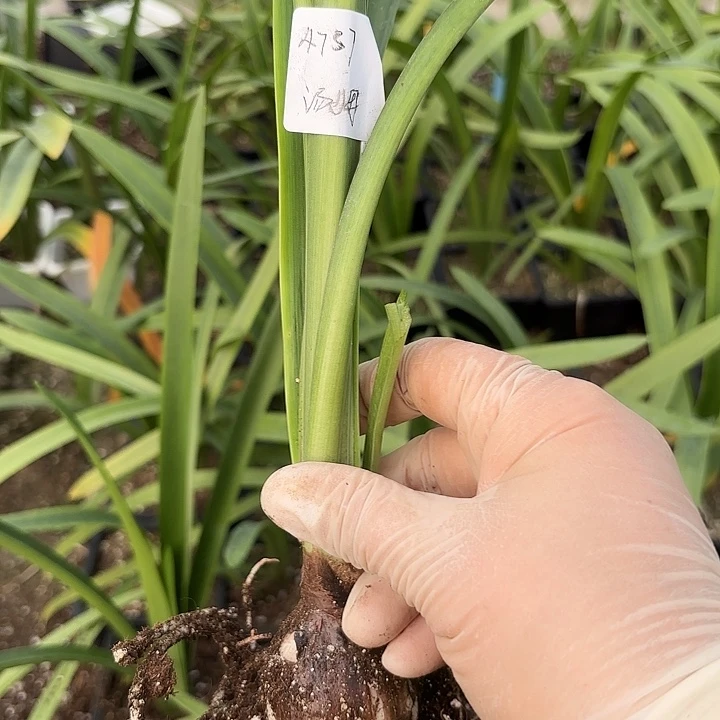 ?****)澳朱大花汤姆4.5左右4737