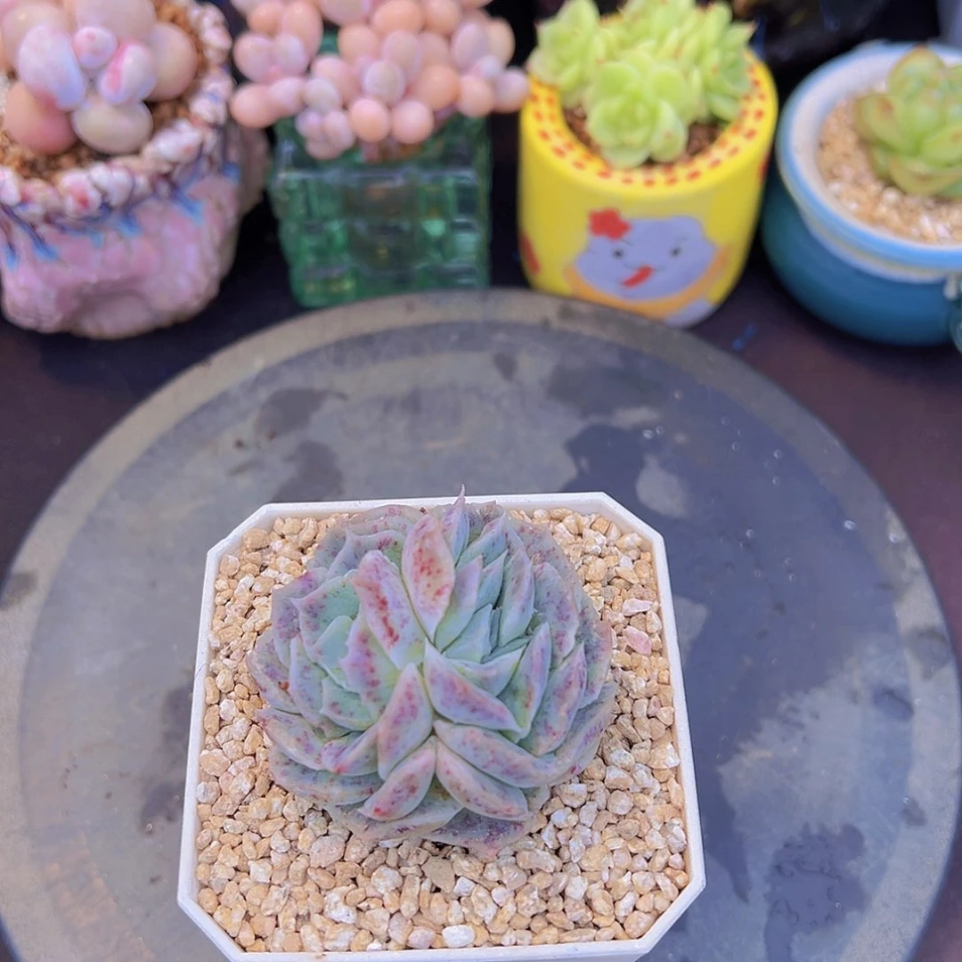 T****糖新品，多肉植物，