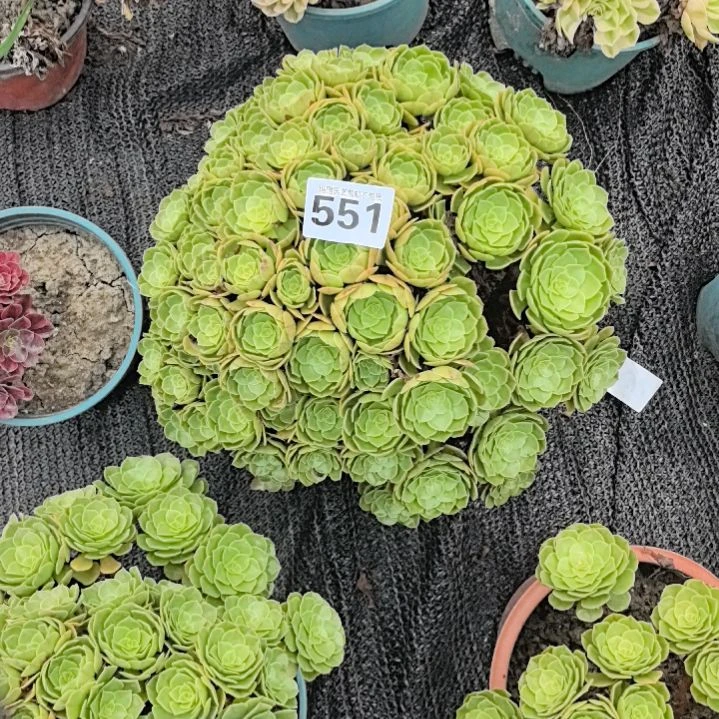台***娟551万圣节花花3-20花