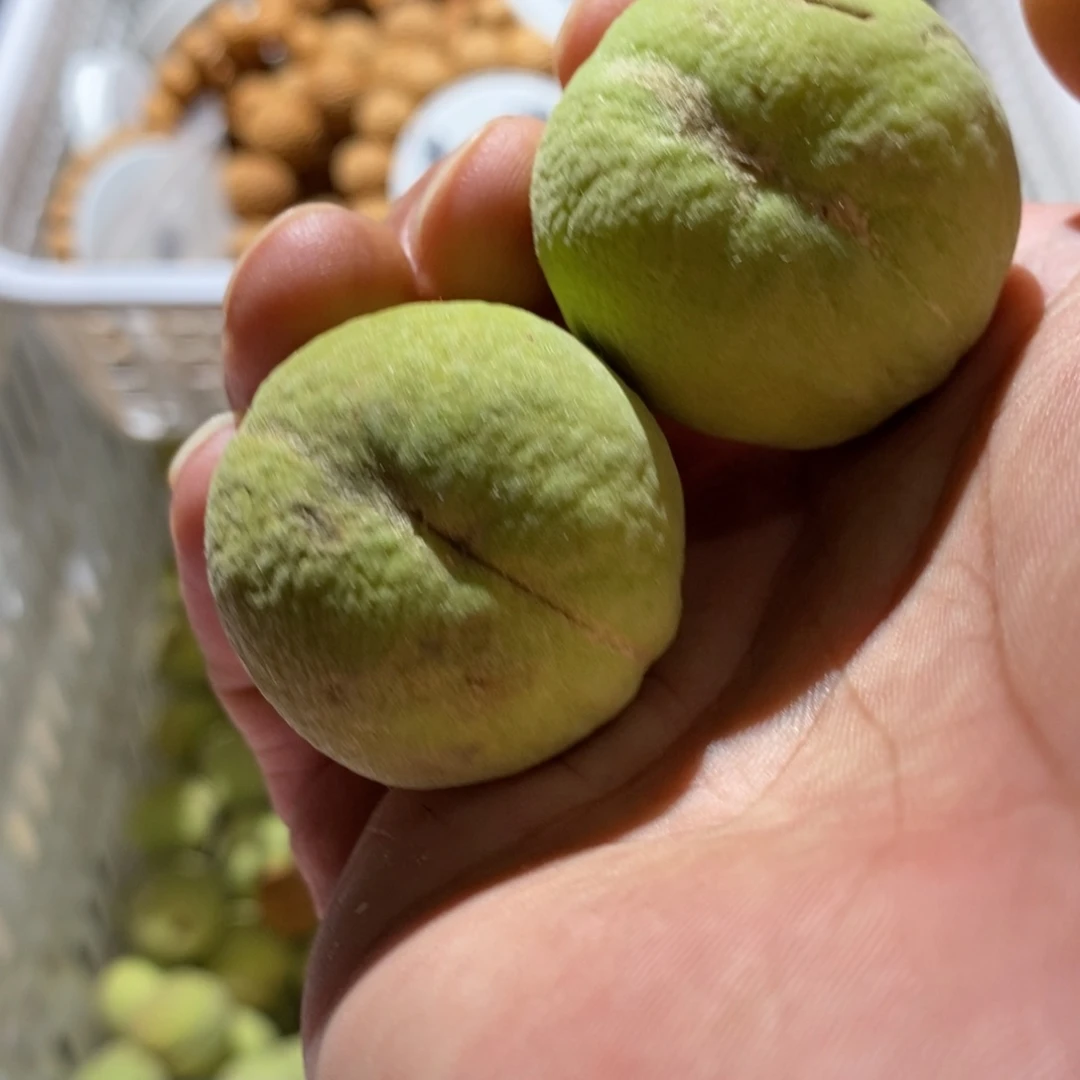 文玩核桃手串桃核青皮不退不换