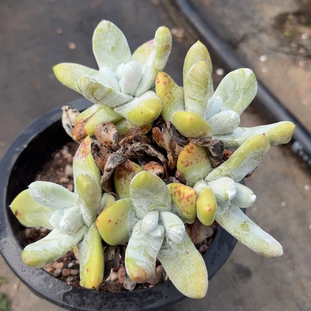 丸叶拇指，仙女杯多肉