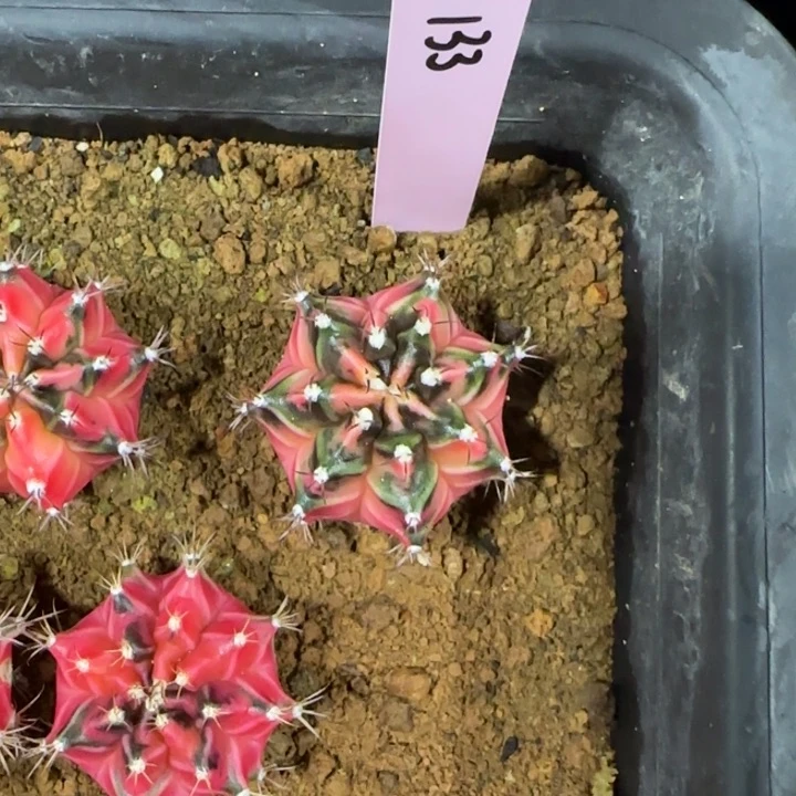 m****…泰国米哈133-0134 弗朗明哥