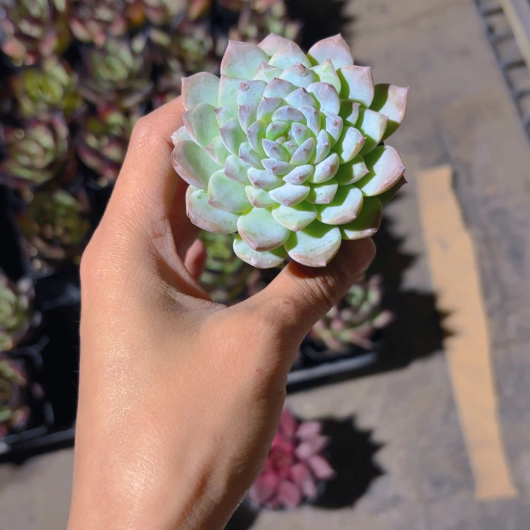 下播福利新疆包邮