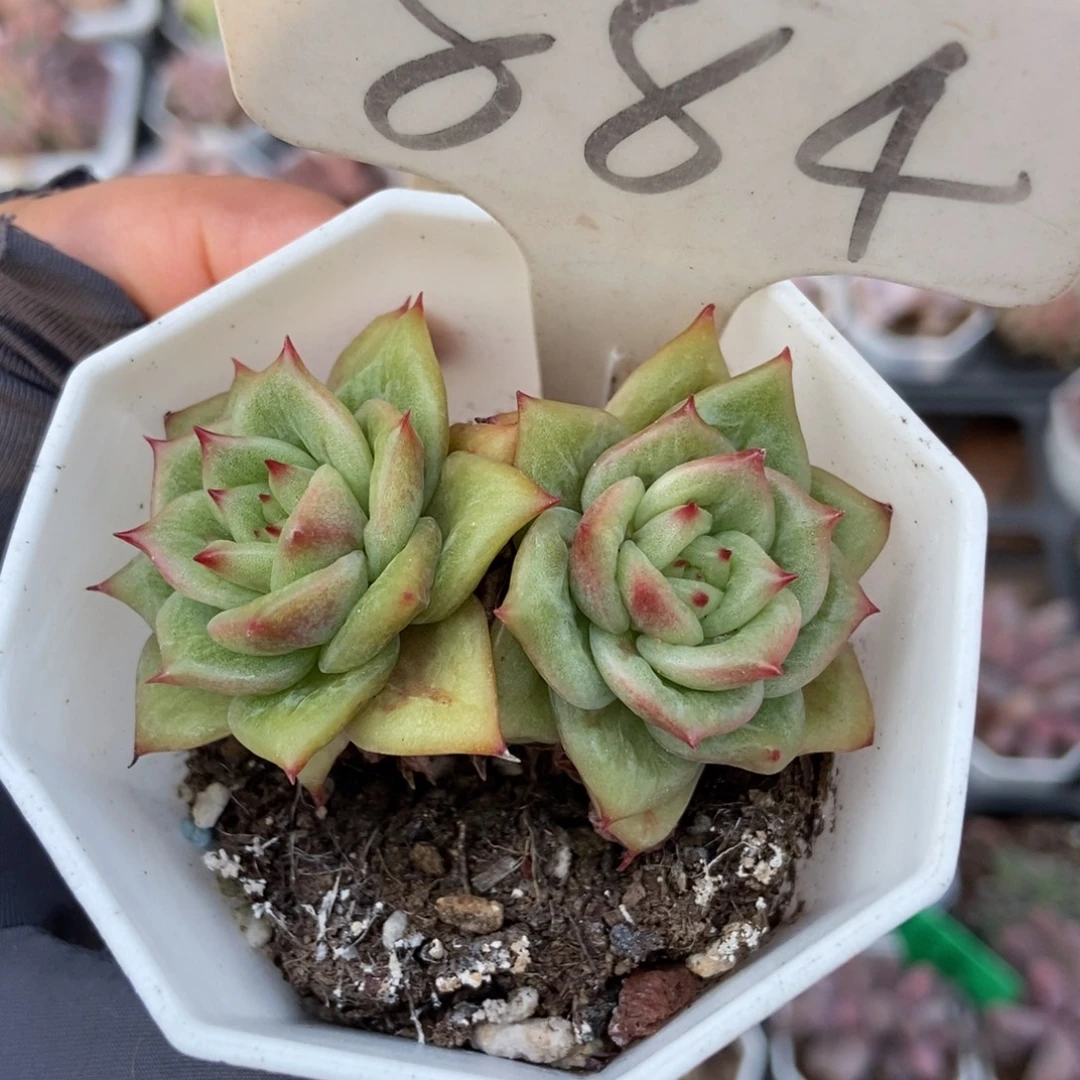 884玛利亚锦多肉植物