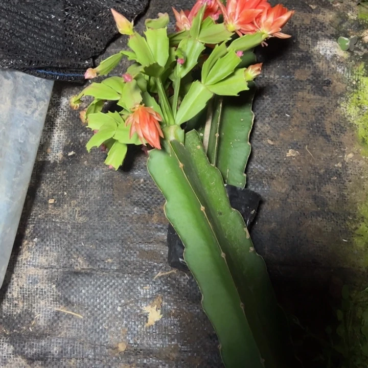 千**雪028嫁接小破苗多叶片一颗43