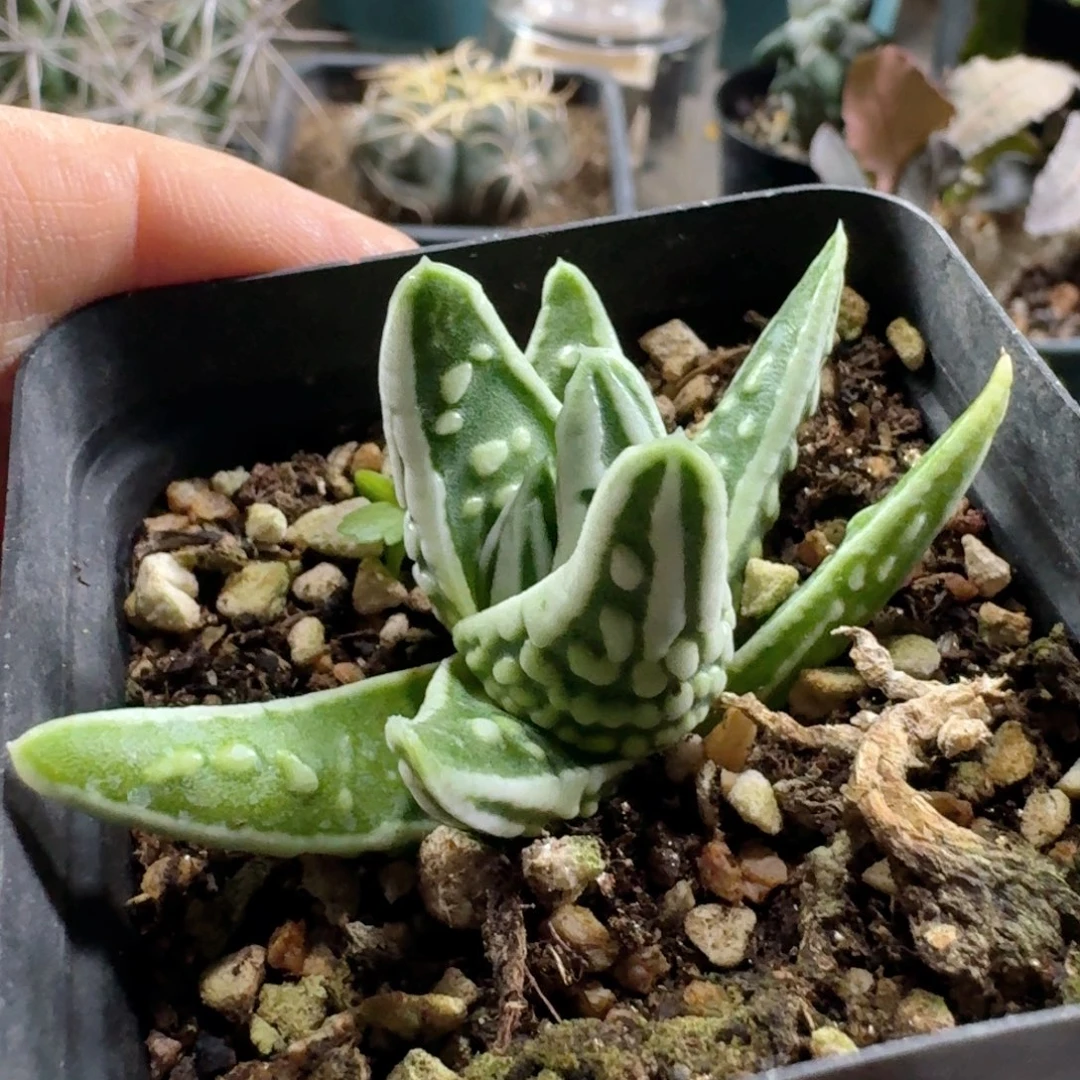 761天使之泪脱土发货