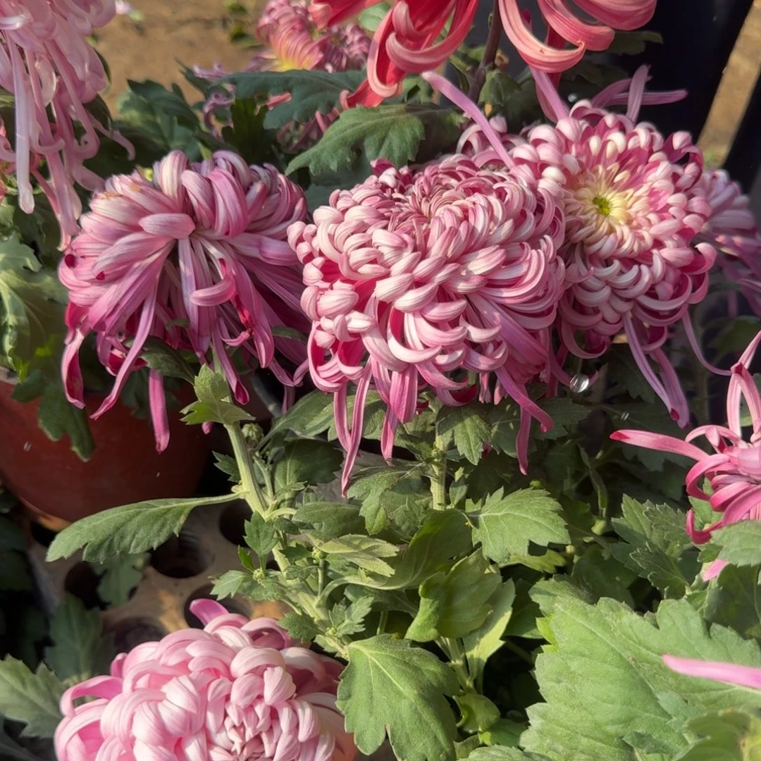 你***趣完全开放新品紫色