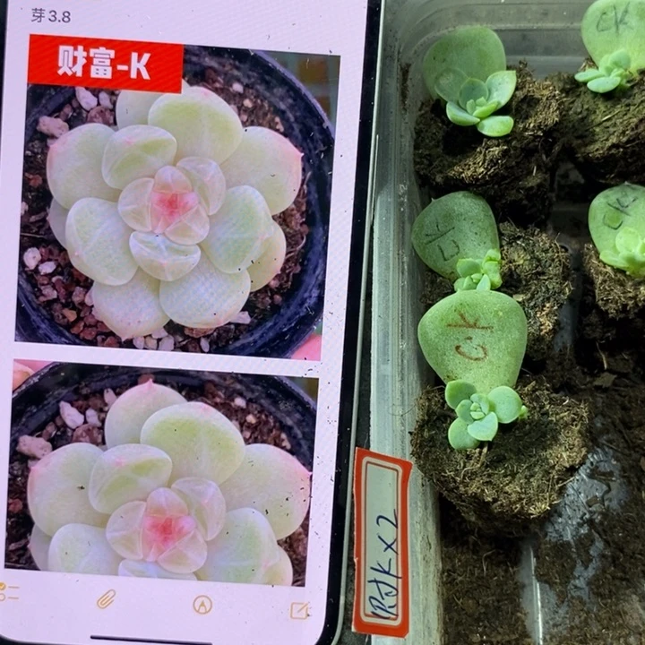 穴盘财富k苗一个多肉