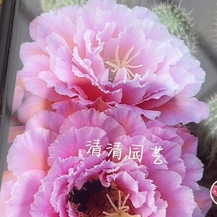 清清3-52根带花随机