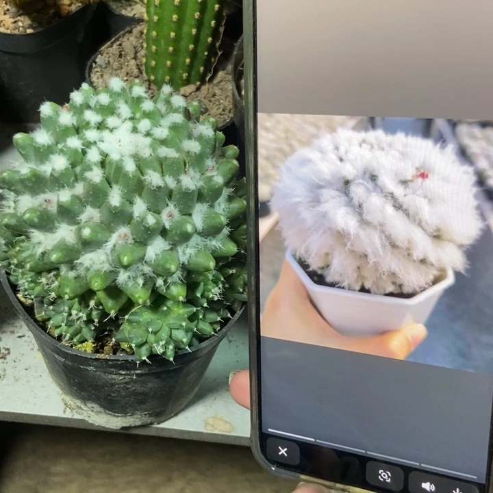 仙人球实生雪糕一个