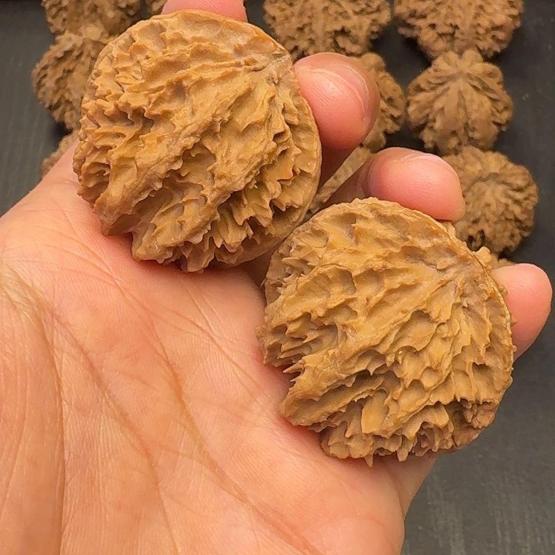核桃突突突突突突突突突突突突突突