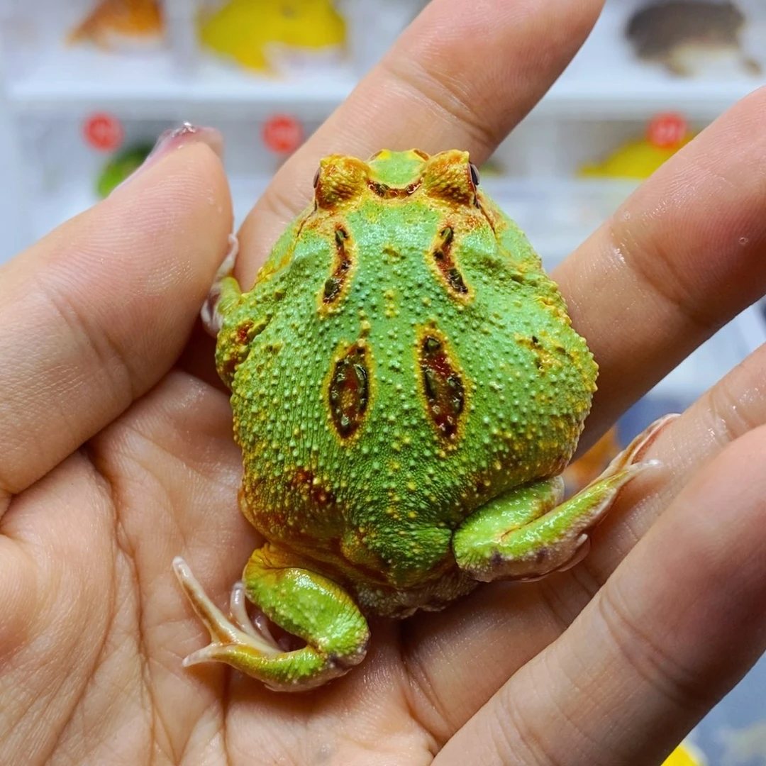 志***i角蛙南美角蛙南美宇智