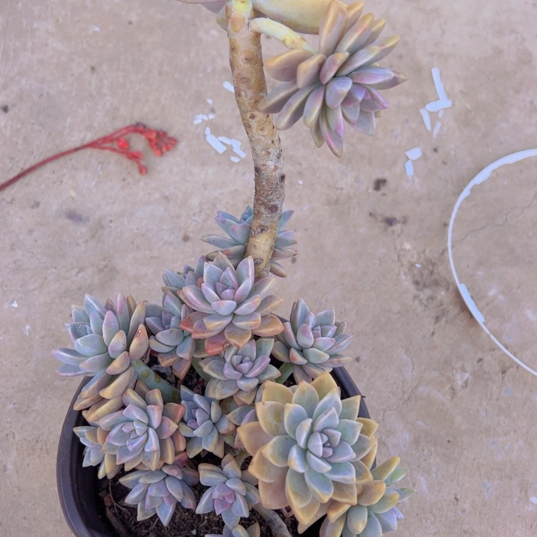 淡雪带飘枝老桩整桩