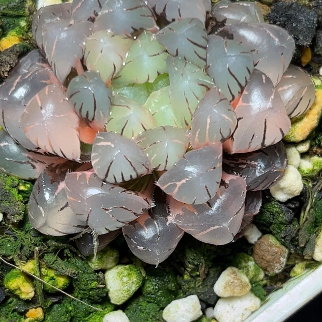 草****店恭喜发财大吉大利814