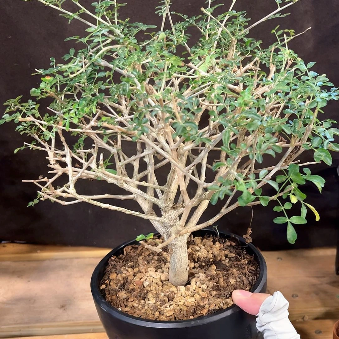 轻***云潮流植物 潮流植物