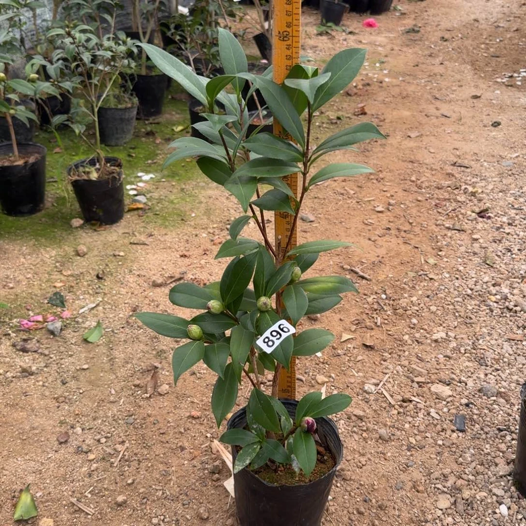 少量花朵（建议范围：2朵-5朵 或40%以下）896紫玫瑰