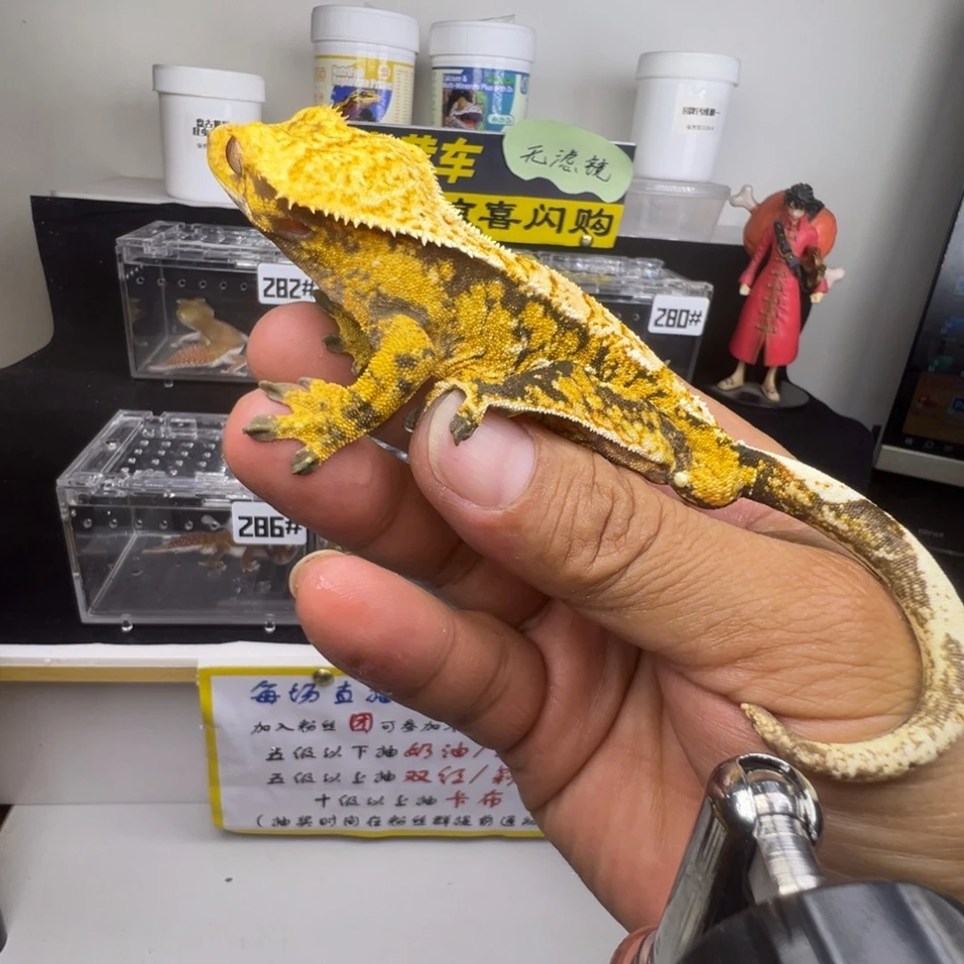 睫角守宫橙纹超黑底奶油超三