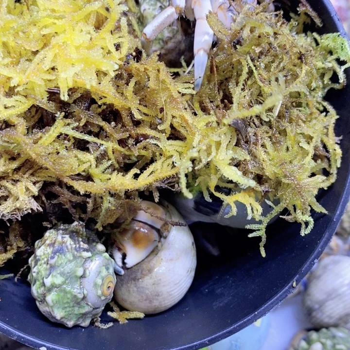 紫陆寄居蟹包邮还有包邮