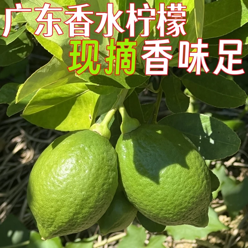 正宗广东香水柠檬无籽新鲜采摘香气浓烈果园直发