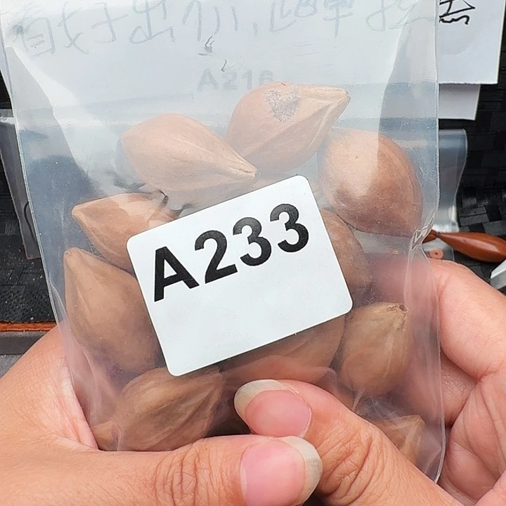 江***头橄榄核手串/手链橄榄