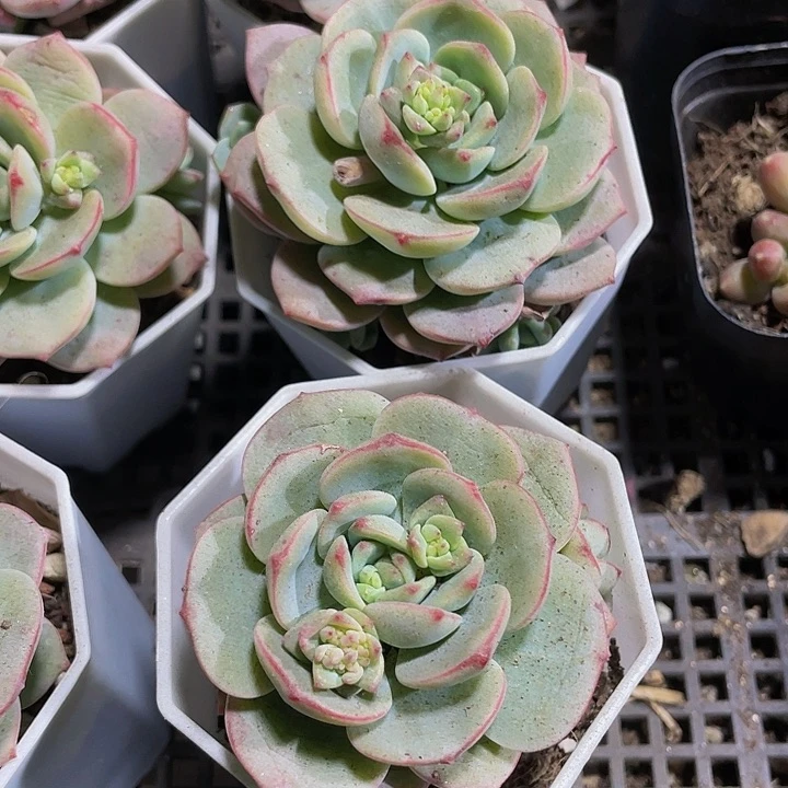 八角盆香草2.8带盆土