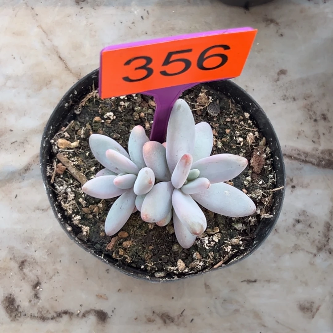 多肉植物企鹅群356