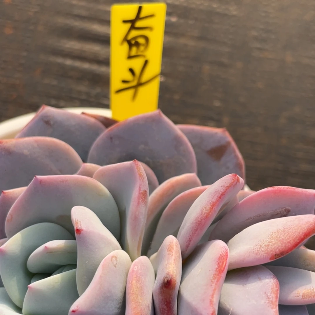 奋***人姐姐说她真的有男朋友