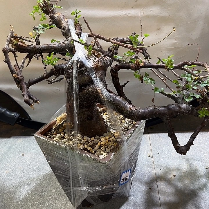 汤圆植物勃然恩斯橄榄