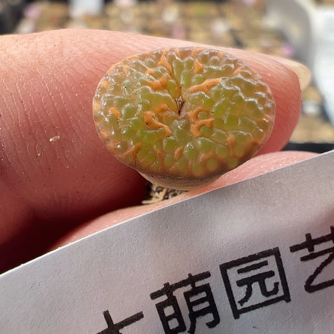 一物一拍。    991