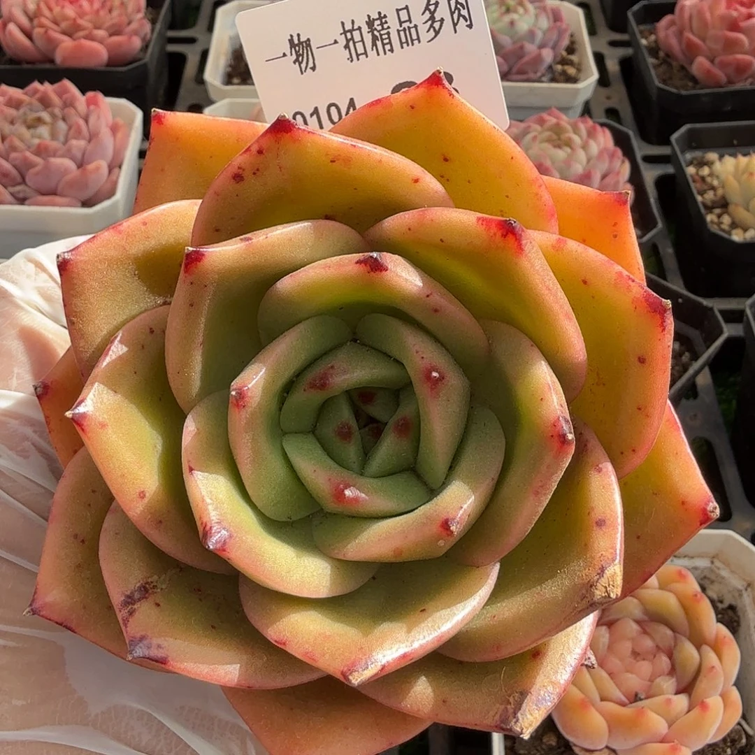 0104-23多肉一物一拍