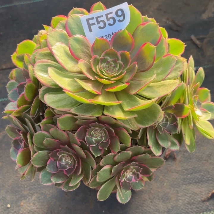 瑞妈多肉植物，559.夜宴