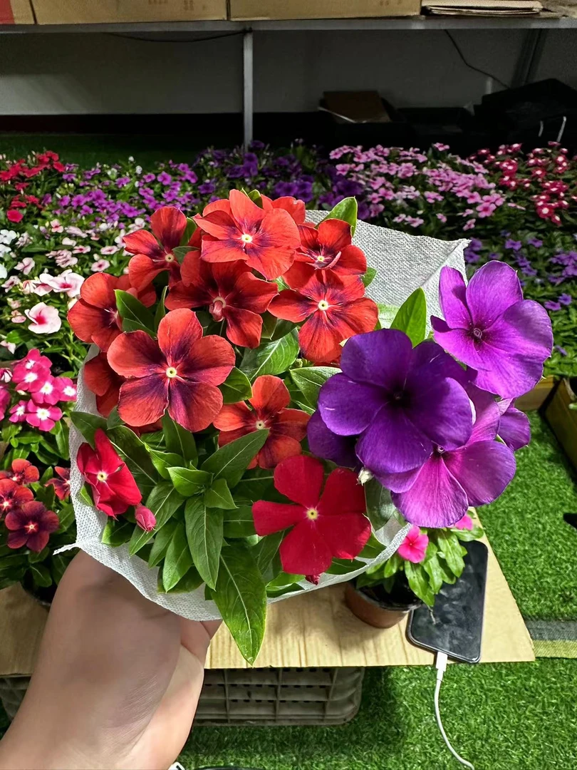 【三色天天开】盆栽四季观花长春花五叶梅带花苞发货窗台客厅庭院