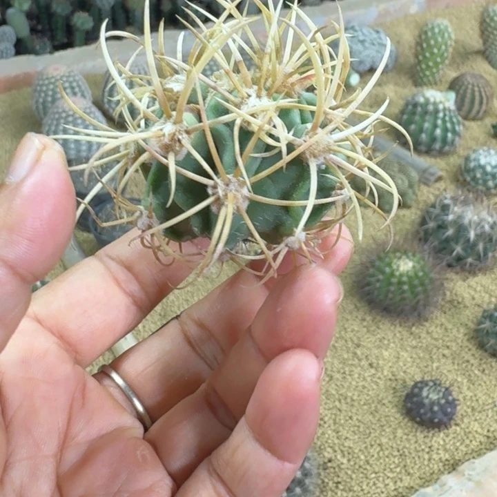 仙人球，神龙玉，微瑕疵
