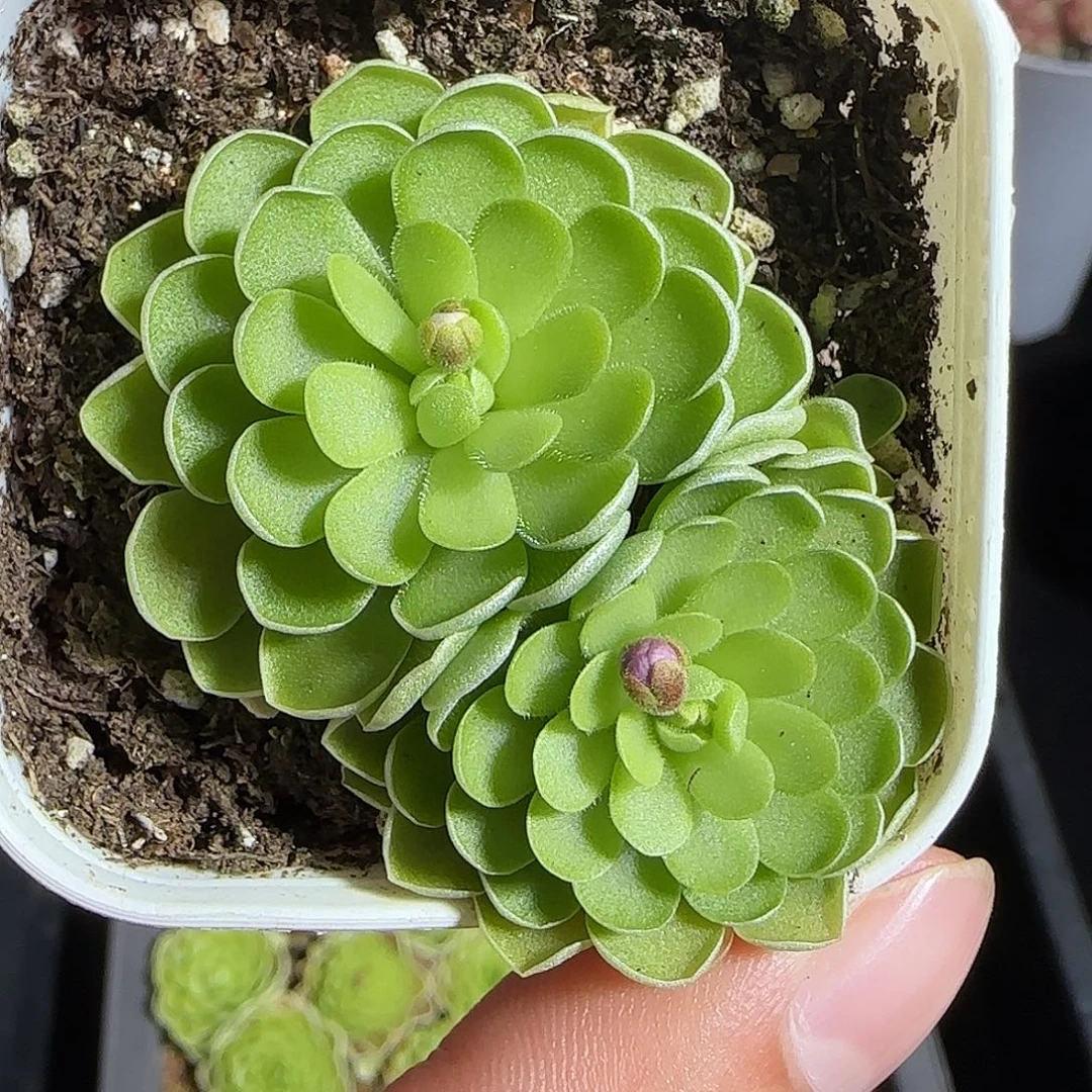 多肉1221-56捕虫堇