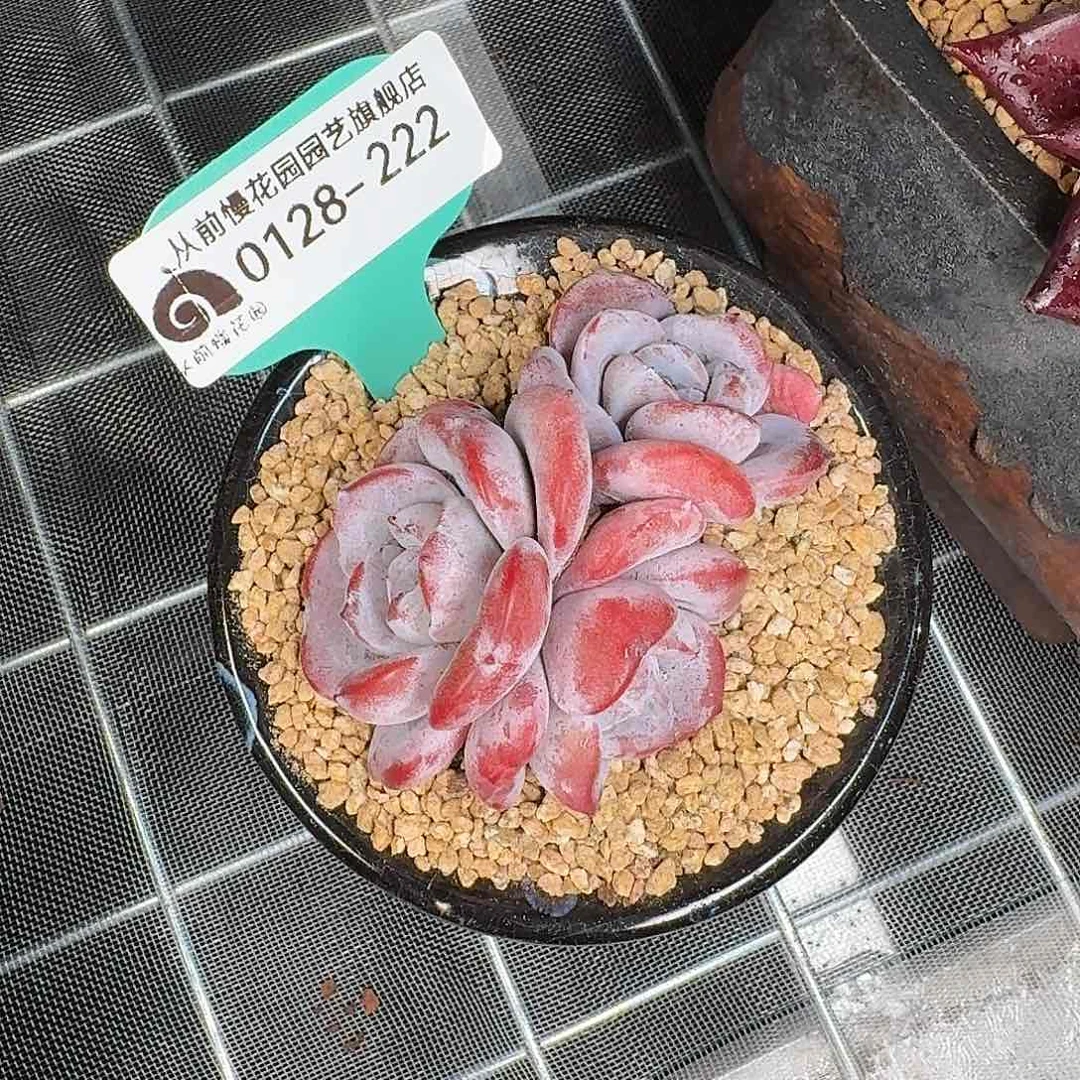 从前慢花园多肉0128-222